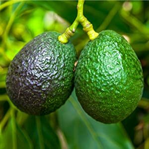 hass-avocado-tree