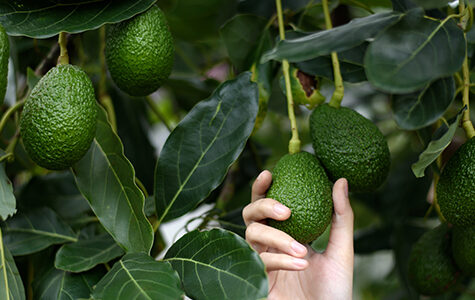 Woman's,Hands,Harvesting,Fresh,Ripe,Organic,Hass,Avocado