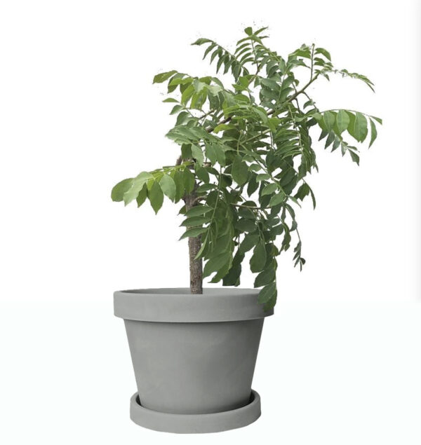 buy hog plum trees