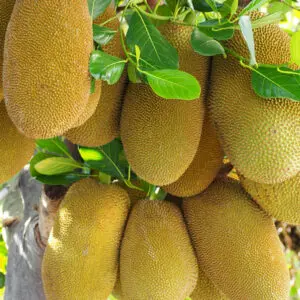 honey-gold-Jackfruit-Tree-2