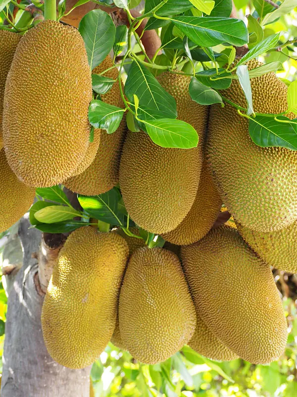 Honey Gold Jackfruit Tree (Height: 2 - 3 FT, Add Gift Wrap: No)