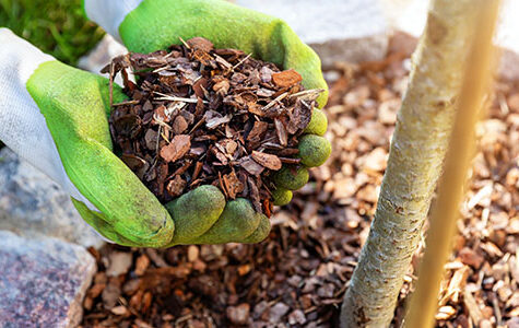 how to mulch citrus trees