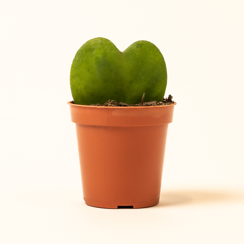 Hoya Kerhii (Pot: Grower Pot)