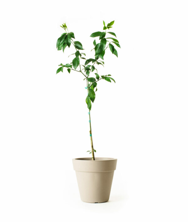improved-meyer-lemon-tree-3-1