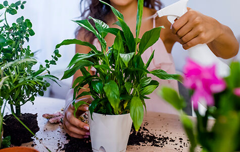 Young,Businesswoman,Sprays,Plants,In,Flowerpots.,Woman,Caring,For,House