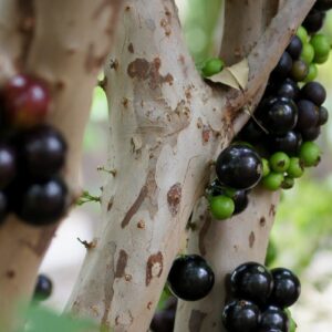 jaboticaba tree for sale 2