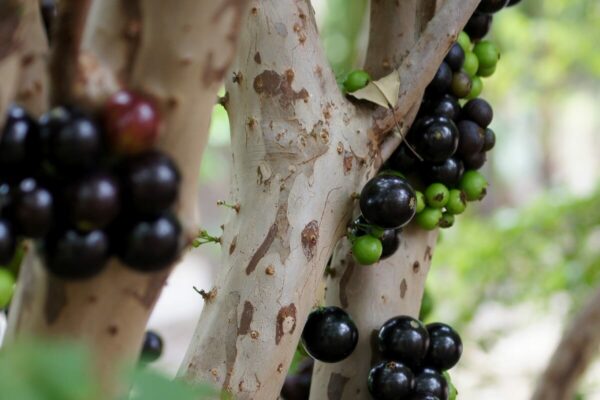 jaboticaba tree for sale 2