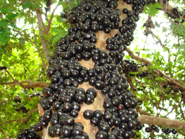 jaboticaba tree for sale