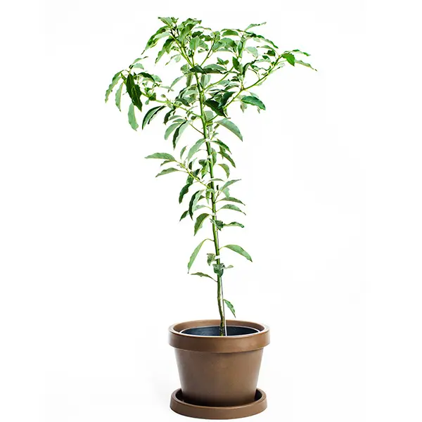 https://www.yarden.com/wp-content/uploads/joey-avocado-tree-2-1.jpg