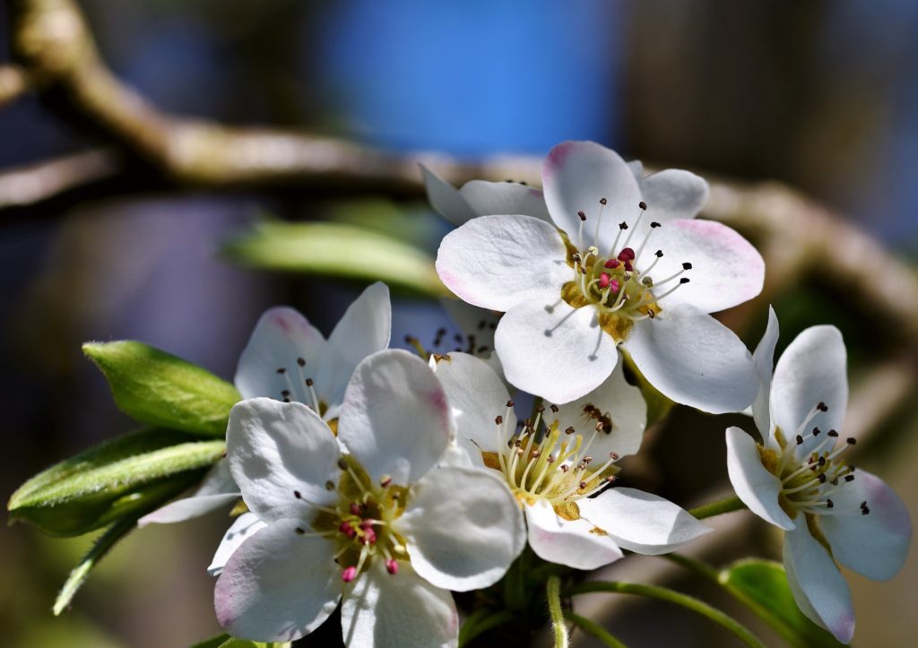 Kieffer Pear Trees For Sale Online | Citrus.com