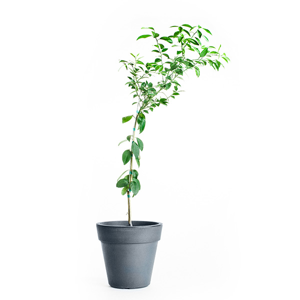 Key Lime Tree (Height: 18 - 26 IN, Shape: Standard)