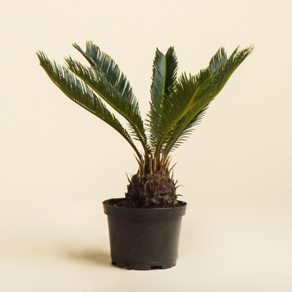 king-sago-palm_01