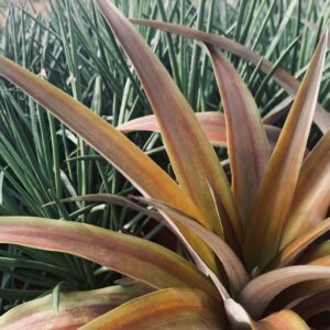 lava-flow-pineapple-plant-1-scaled