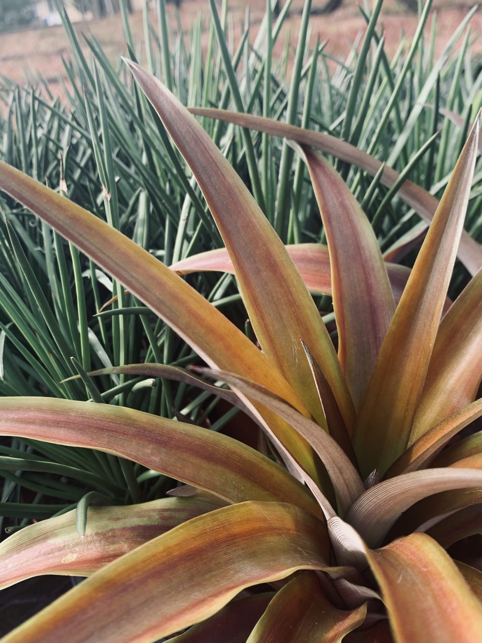 Lava Flow Pineapple Plant (Height: 6 - 10 IN)