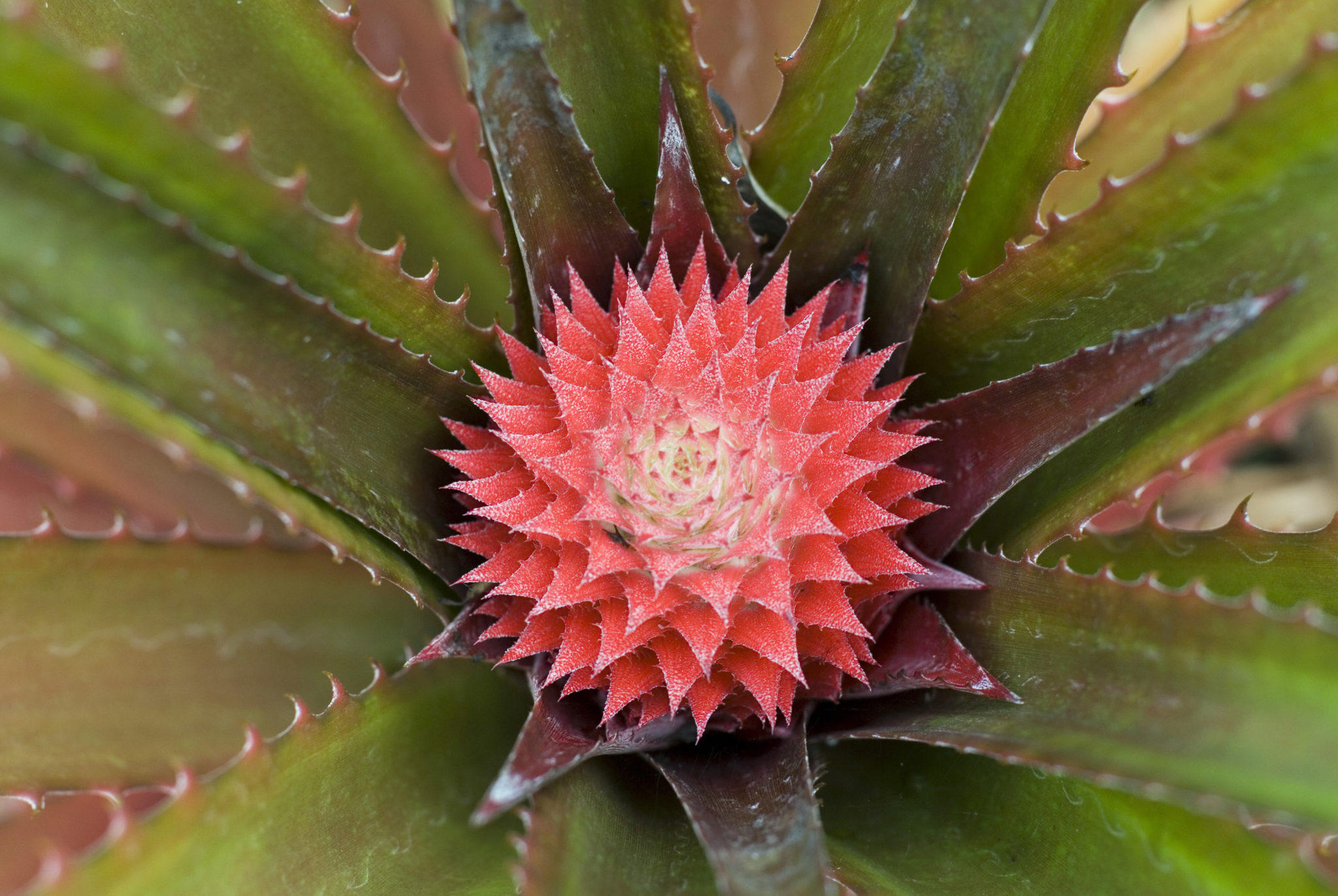 Lava Flow Pineapple Plant (Height: 6 - 10 IN)