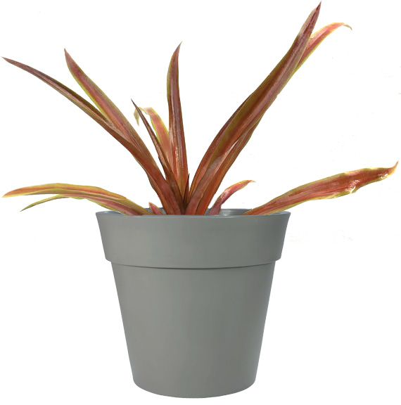 Lava Flow Pineapple Plant (Height: 6 - 10 IN)