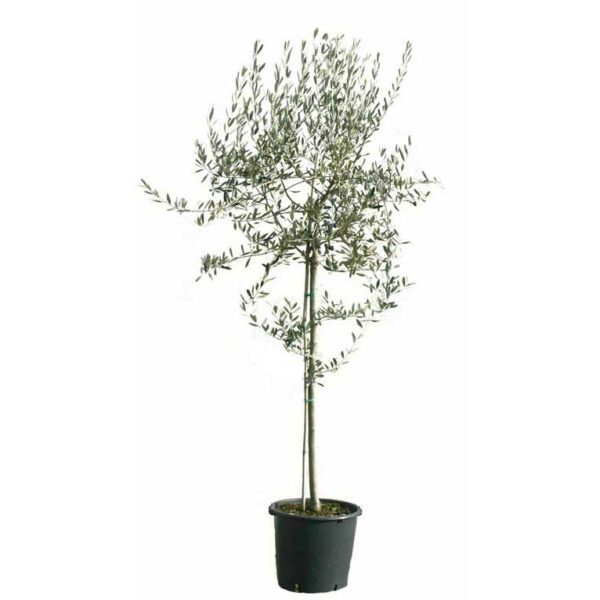 leccino-olive-tree-3