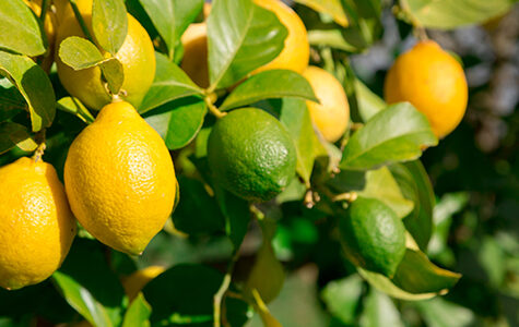 lemon lime cocktail tree