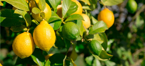 lemon lime cocktail tree