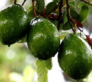lila-avocado-tree-1