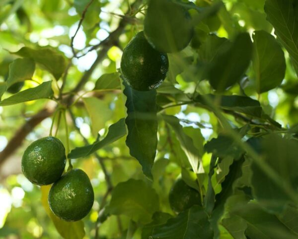 lila-avocado-tree-3