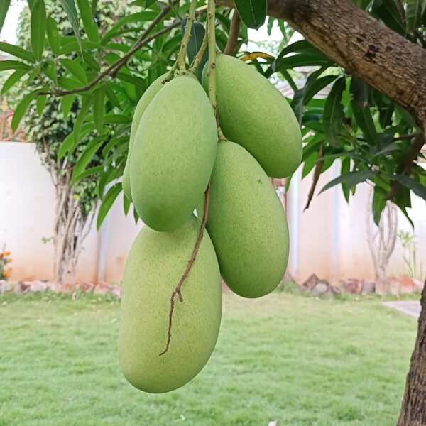 Sweet,Mallika,Mango,Fruit,Plant