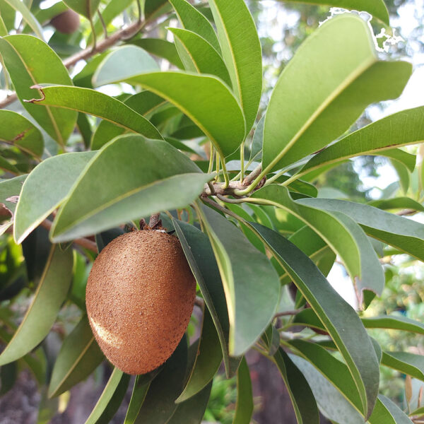 Selective,Focus,Of,Sapodilla,Or,Mamey,Sapote,Or,Chiku,Plant