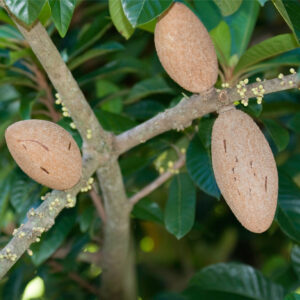 Mamey,Sapote,Fruit.,Selective,Focus.