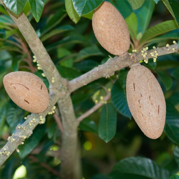 Mamey,Sapote,Fruit.,Selective,Focus.