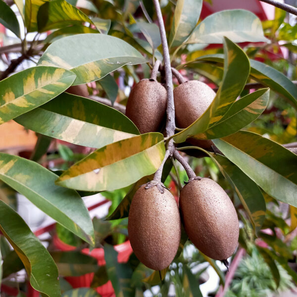 ripe mamey pantin