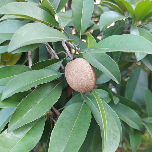 mamey pantin on tree