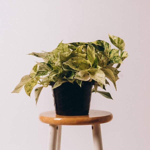 Pothos - Marble Queen