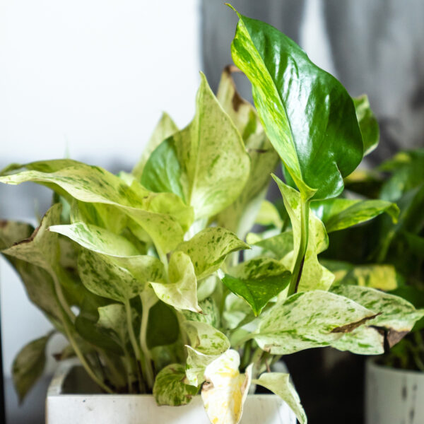 marble-queen-pothos_3