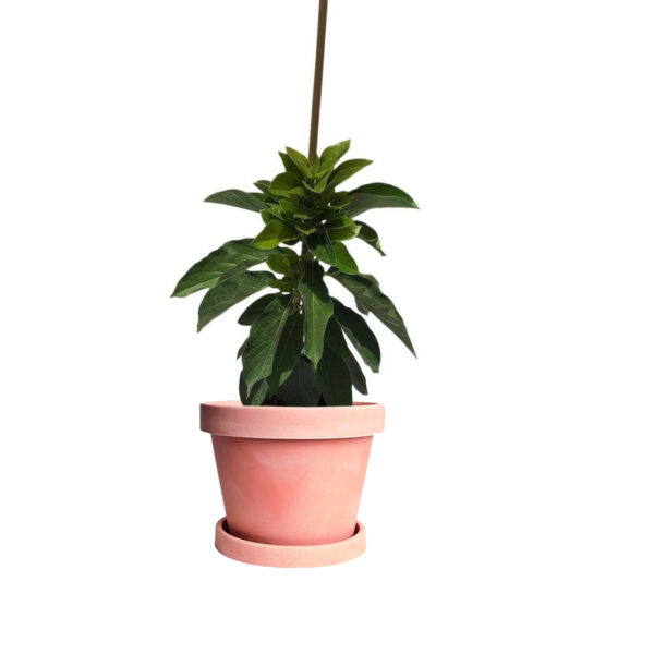 Marcus Pumpkin Avocado Tree