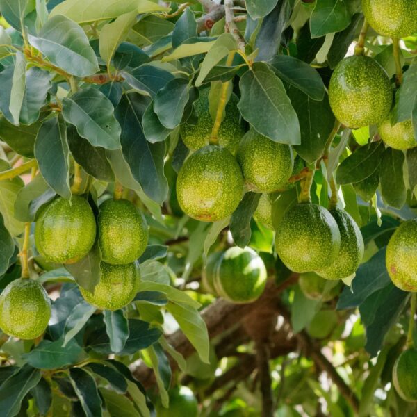 Marcus Pumpkin Avocado Tree