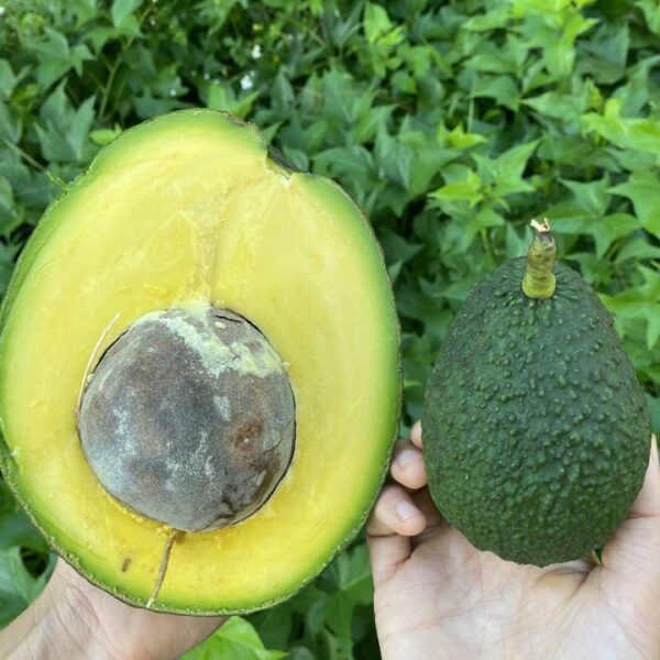 Marcus Pumpkin Avocado Tree