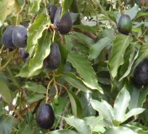 mexicola-avocado-tree-3