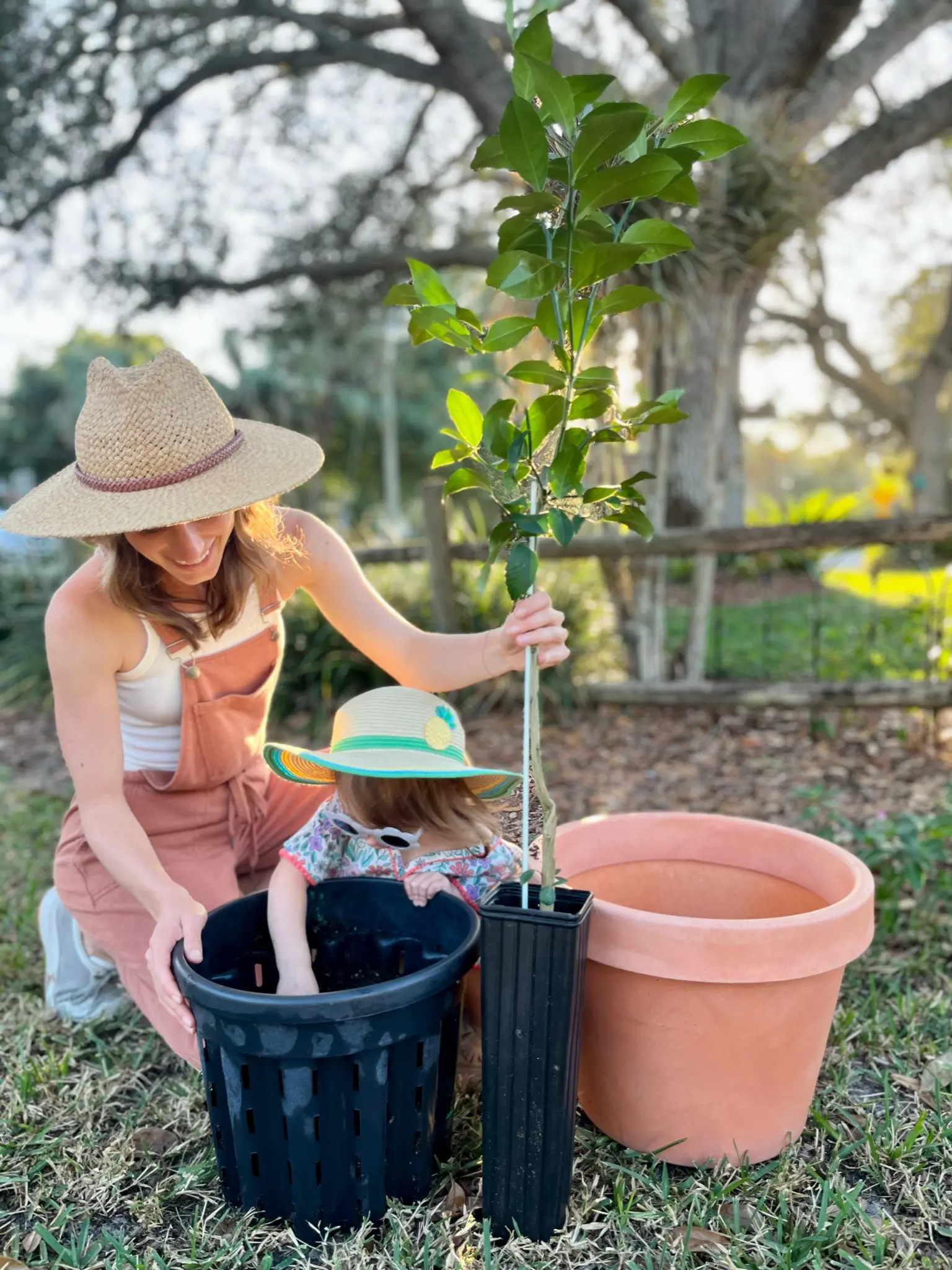 Buy Meyer Lemon Tree