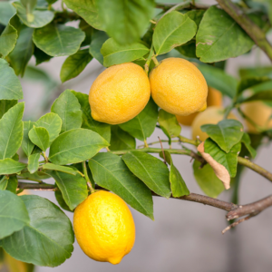 meyer lemon for sale