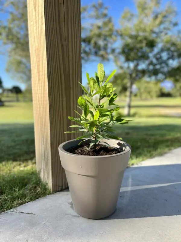 miracle-fruit-in-decorative-pot-scaled