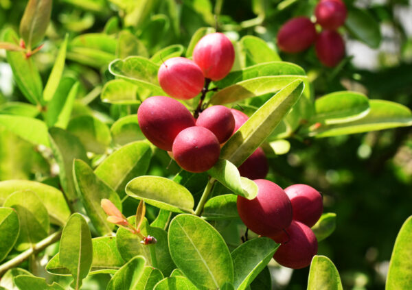 miracle-fruit-tree-1