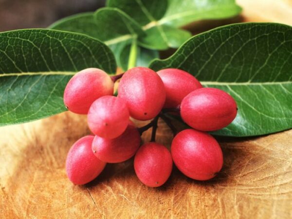 miracle-fruit-tree-2