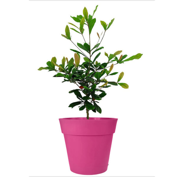 miracle-fruit-tree