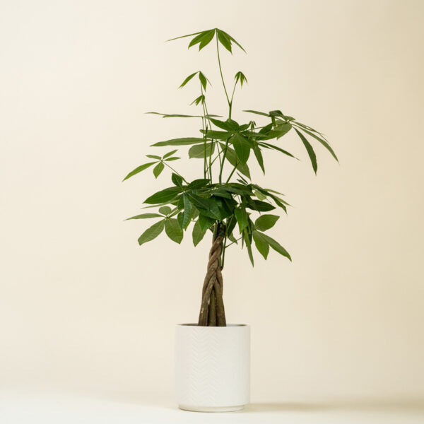 Money Tree