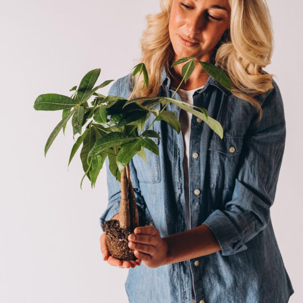 Money Tree