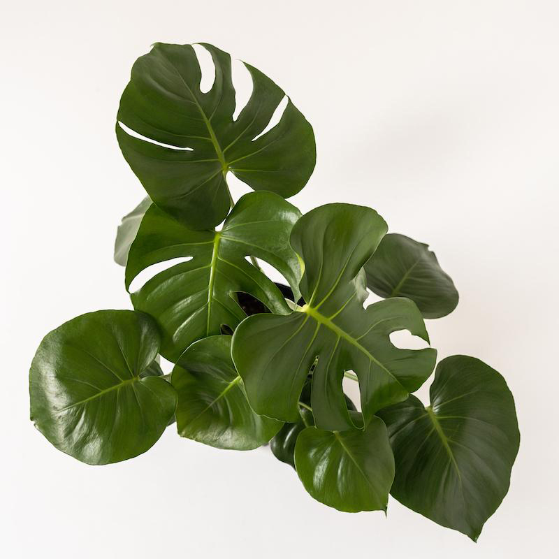 Monstera deliciosa XL – 23DEGRE