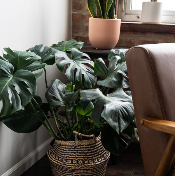 monstera deliciosa plant