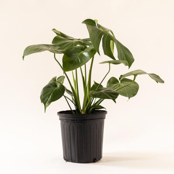 Monstera Deliciosa - XL