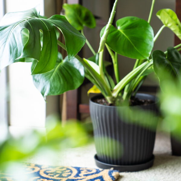 Monstera Deliciosa - XL
