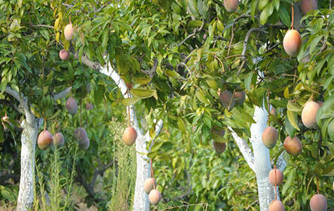 Natural,Mangoes,Hanging,In,Mango,Tree,In,A,Fruit,Trees